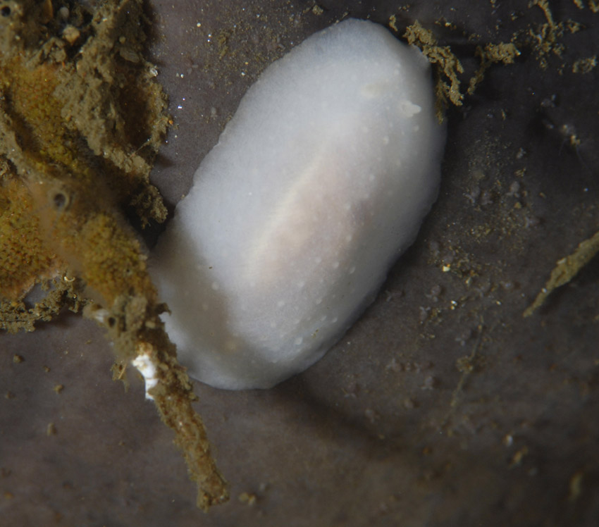 Phyllidiopsis blanca